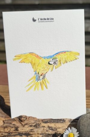 Carte Aquarelle Ara Arauna – Création Artisanale Française – A6 et A5