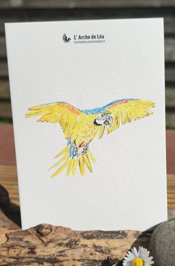 Carte Aquarelle Ara Arauna – Création Artisanale Française – A6 et A5