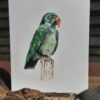Eclectus 2 Carte Aquarelle Eclectus – Création Artisanale Française – A6 et A5
