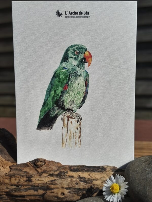 Eclectus 2 Carte Aquarelle Eclectus – Création Artisanale Française – A6 et A5